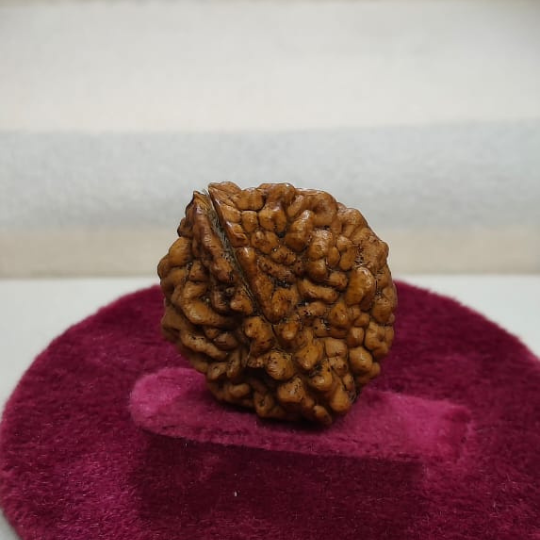 DO mukhi himalayan rudraksh