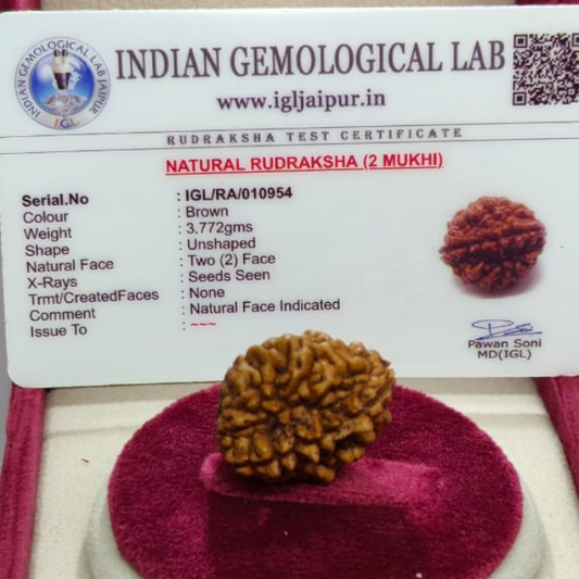 DO mukhi himalayan rudraksh